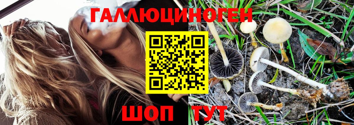 Псилоцибиновые грибы GOLDEN TEACHER Маркс